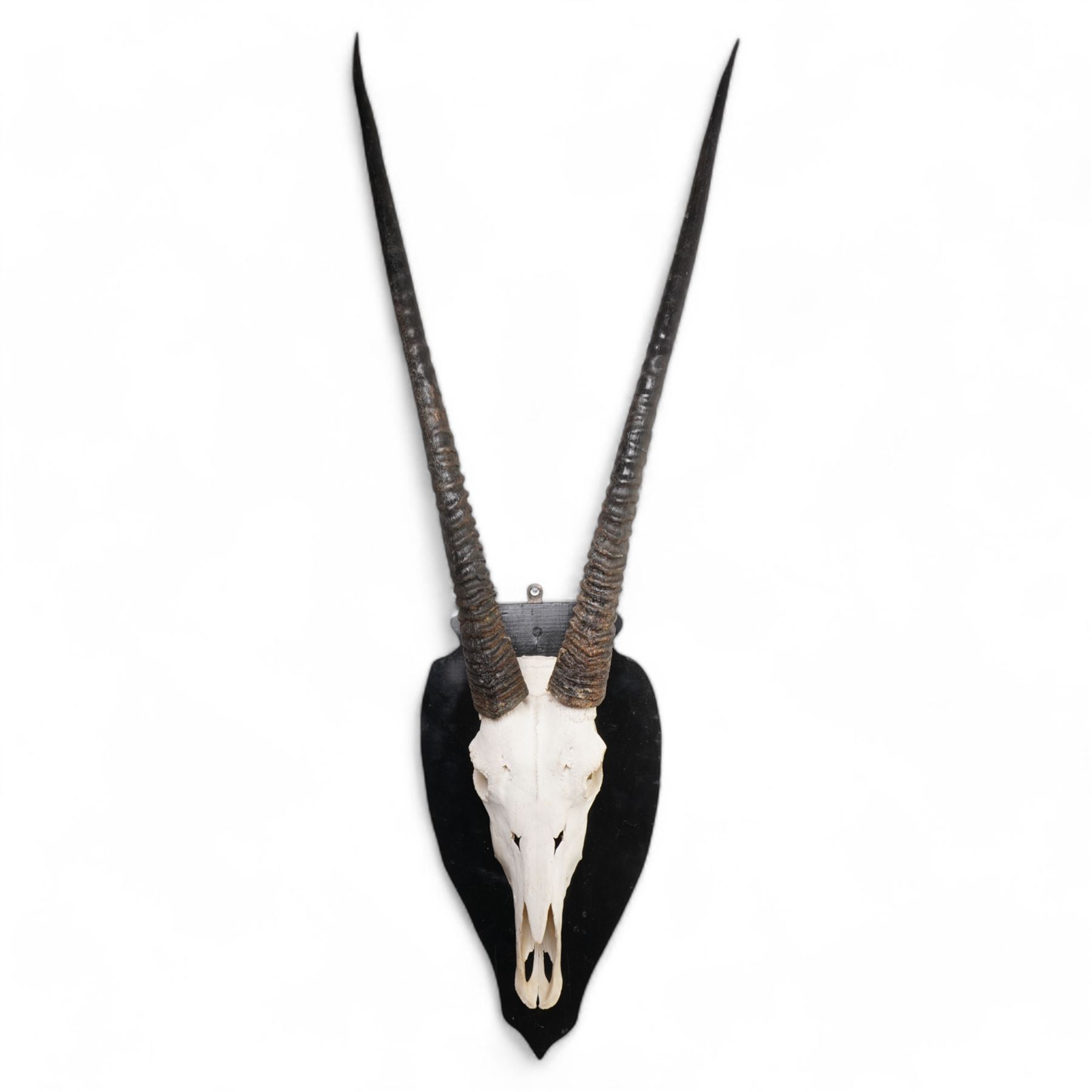 Antlers/horns: Pair of Oryx Gemsbok (Oryx Gazella) horns upon partial skull, mounted upon an ebonised wooden shield H125cm 