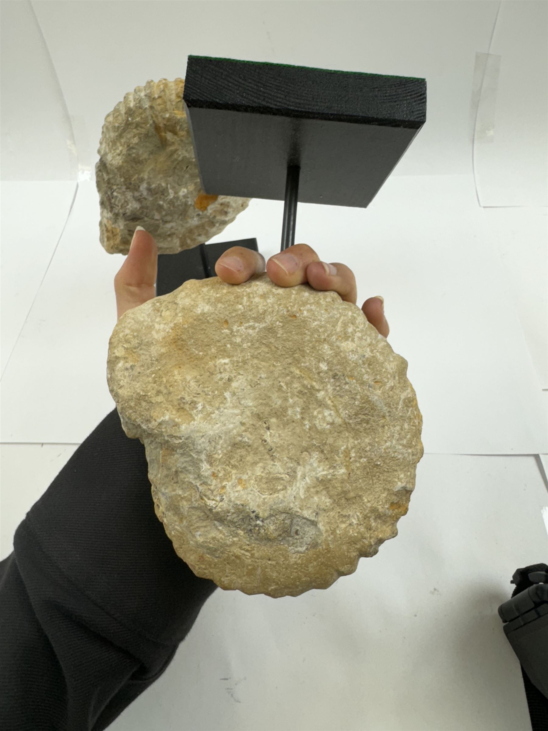 Pair of ammonite fossils, each individually mounted upon a rectangular wooden base, age; Cretaceous period, location; Morocco, H20cm