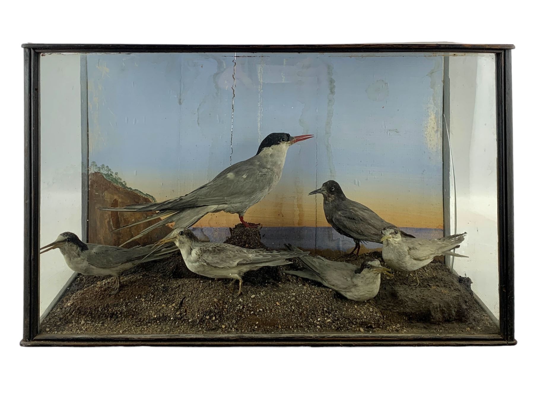 Taxidermy: Cased display of various Terns, full mounts, perched on a gravel ground and set against a shoreline painted back board. H38cm, W61cm, D28cm