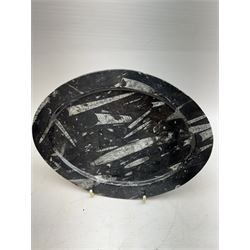 Pair of oval plates, each with Orthoceras and Goniatite inclusions, age: Devonian period, location: Morocco, L26cm, D19cm