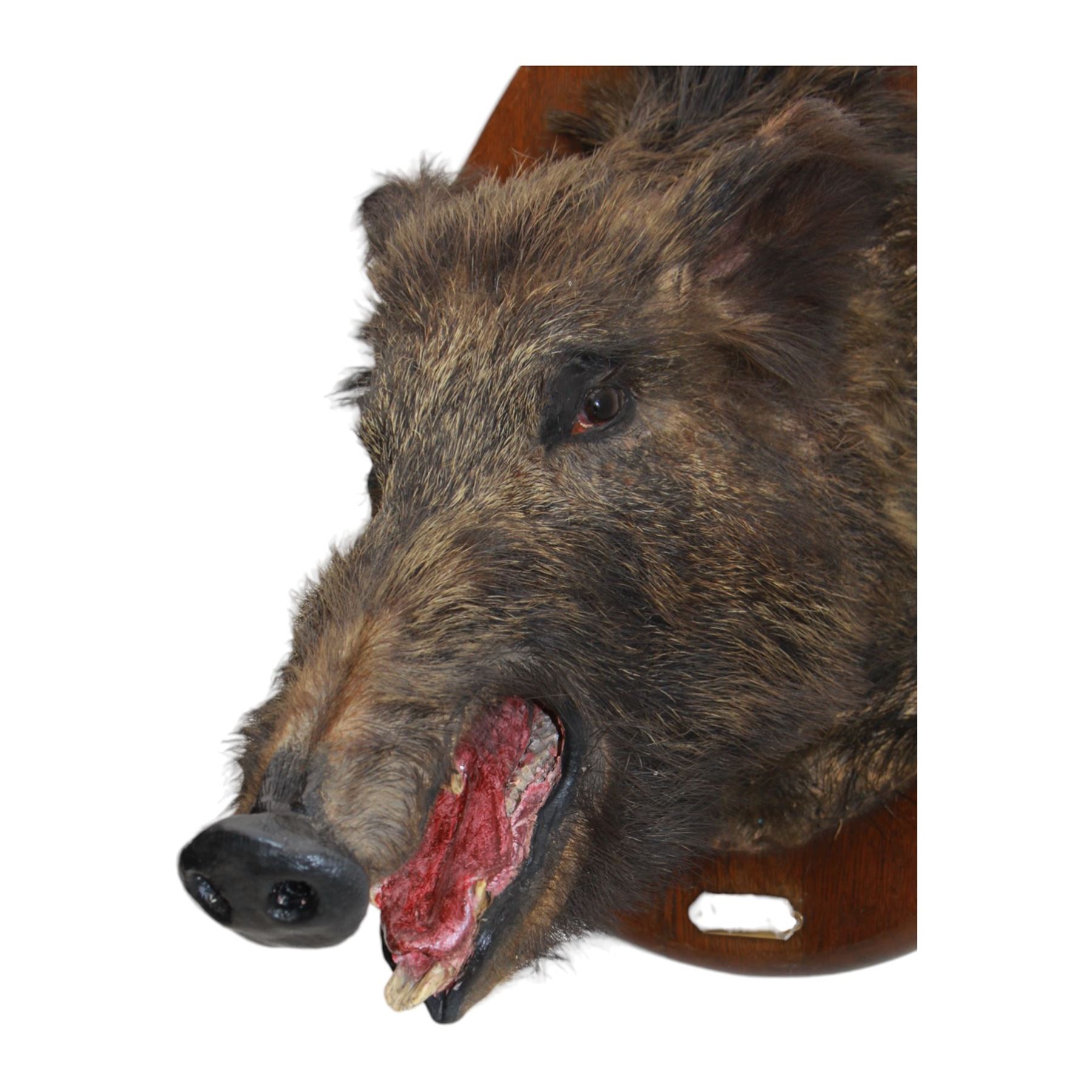 Taxidermy: European Wild Boar (Sus scrofa), adult female shoulder mount looking straight ahead mouth agape, mounted upon a wooden shield, the shield with brass plaque engraved Anlier Mars 1910, H64cm