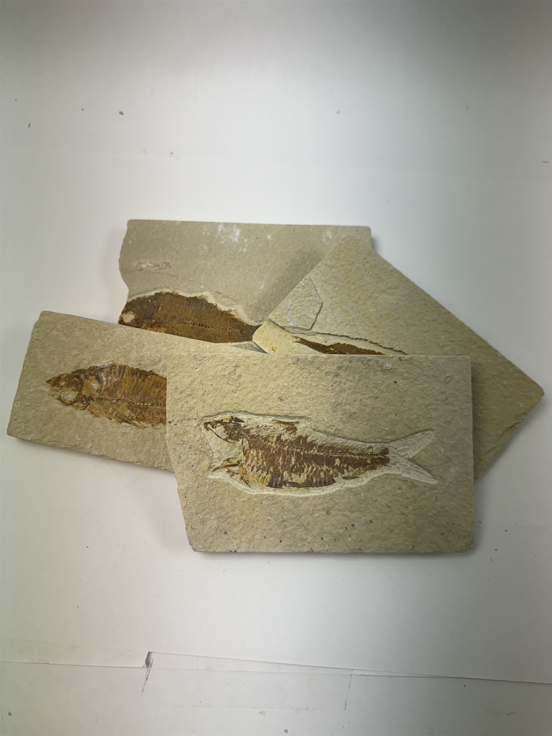 Four fossilised fish (Knightia alta) each in an individual matrix; Eocene period, location; Green River Formation, Wyoming, USA, largest H10cm, W15cm