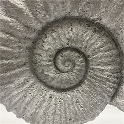 Composite Ammonite, raised on a wooden stepped plinth, H36cm