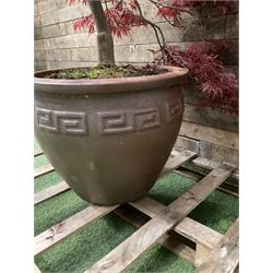 Large glazed planter with acer tree  - THIS LOT IS TO BE COLLECTED BY APPOINTMENT FROM DUGGLEBY STORAGE, GREAT HILL, EASTFIELD, SCARBOROUGH, YO11 3TX