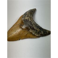 Large Megalodon (Otodus Megalodon) tooth fossil, with fine serrations, age; Miocene period location; Java, Indonisia, H11cm, W9.5cm 
Notes; Believed to have grown as large as 18 metres, the Megalodon was the largest shark and one of the most dominant marine predators ever to have existed. It roamed the ancient seas for around 20 million years until their extinction around 3.6 million years ago. Megalodon teeth vary in colour and ton. influenced and coloured over the millennia by the conditions in which they are preserved