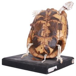 Taxidermy: Leopard Tortoise (Stigmochelys pardalis), the shell mounted upon an ebonised wooden base, with hinged mechanise opening to relieve a skeleton, H17cm  