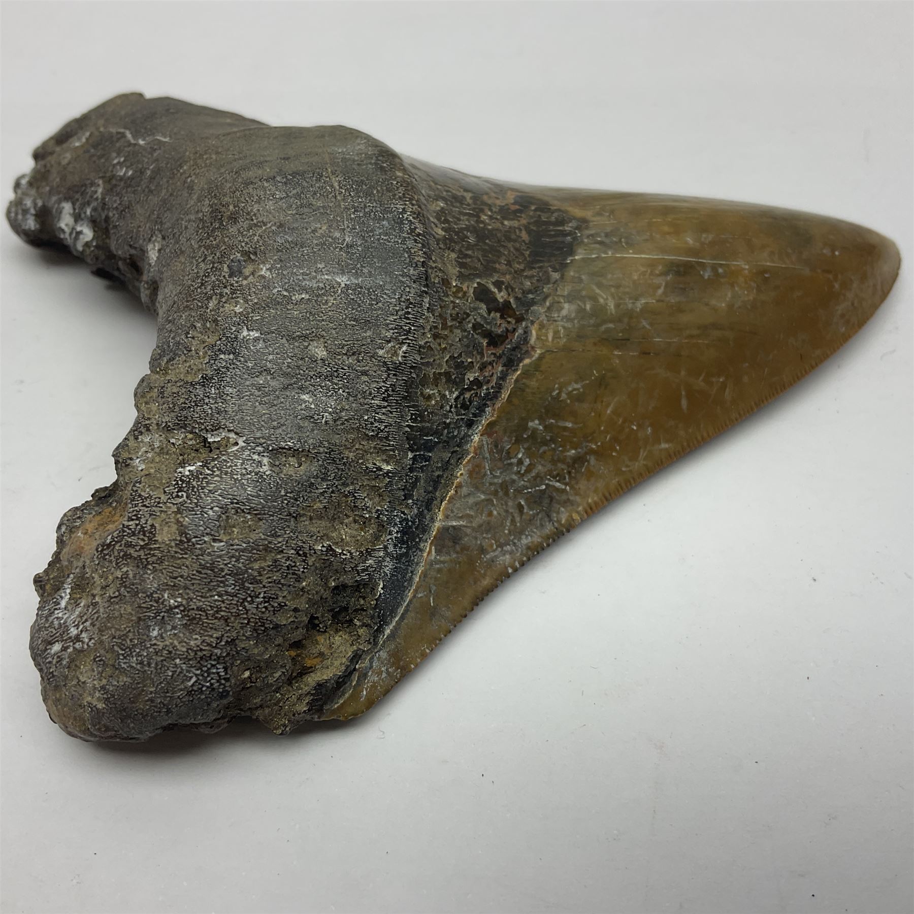 Large Megalodon (Otodus Megalodon) tooth fossil, with fine serrations in an unusually chocolate-colour age; Miocene period, H11.5cm, W9cm

Notes; Believed to have grown as large as 18 metres, the Megalodon was the largest shark and one of the most dominant marine predators ever to have existed. It roamed the ancient seas for around 20 million years until their extinction around 3.6 million years ago.  Megalodon teeth vary in colour and ton. influenced and coloured over the millennia by the conditions in which they are preserved