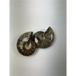 Two Cleoniceras ammonite fossils, with polished finish, age: Cretaceous period, location: Madagascar, D8cm