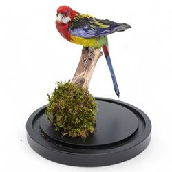 Taxidermy - Eastern Rosella (Platycercus Eximius), full adult mount upon branch in naturalistic setting, enclosed within glass dome H40cm 