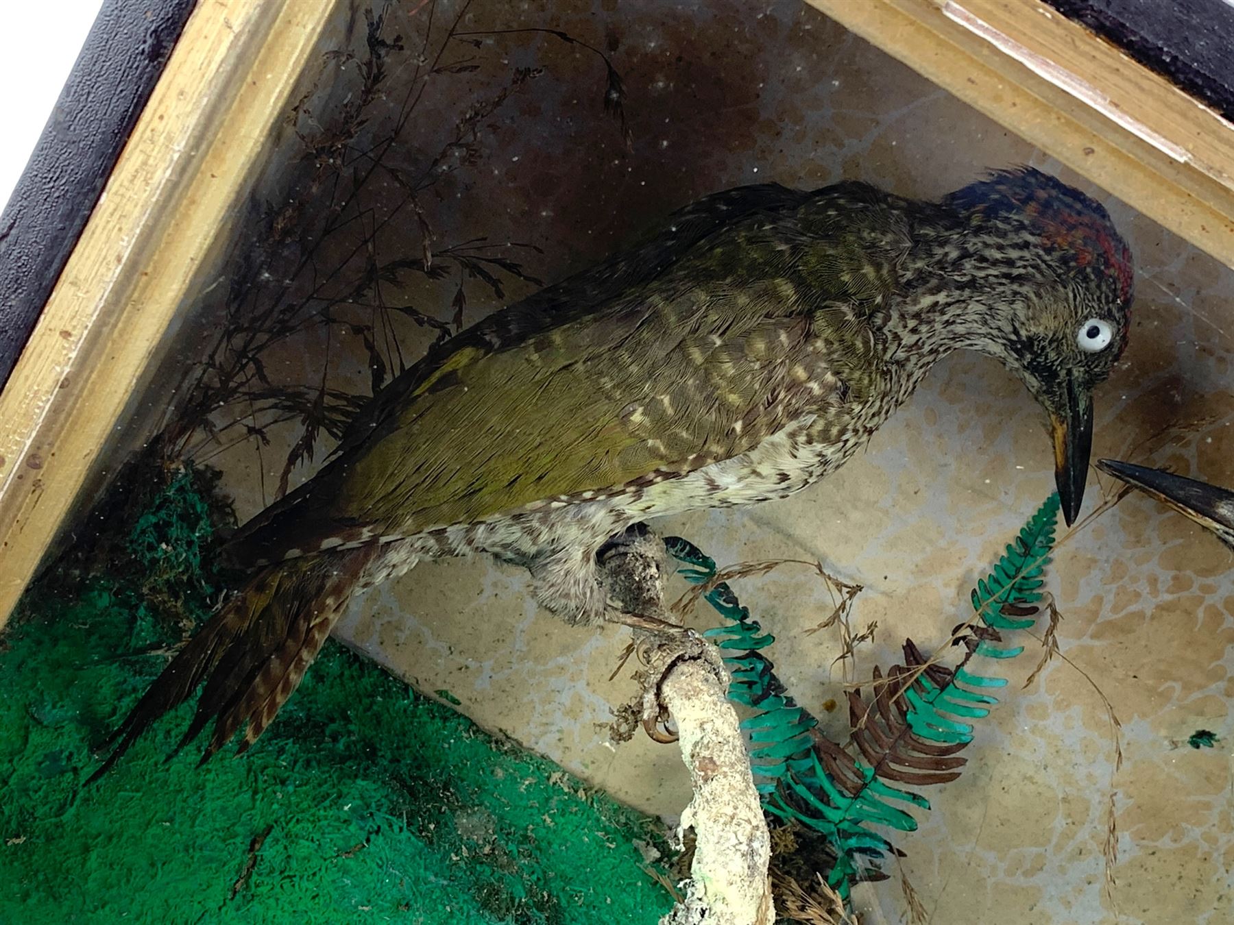 Taxidermy: Cased pair of green woodpeckers, Picus viridis and a single green woodpecker, full mounts on naturalistic branch bases with painted back boards, in ebonised cases. H31cm, W45cm, D17.5cm and H36cm, W28cm, D13.5cm (2)