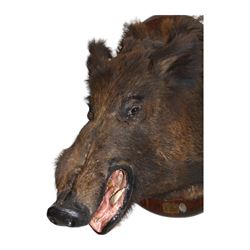 Taxidermy: European Wild Boar (Sus scrofa), adult male shoulder mount looking straight ahead mouth agape, mounted upon a wooden shield, the shield with brass plaque engraved Transinne 1921, H64cm