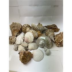 Conchology: selection of shells, including mother of pearl Turbo Marmaratus shell, Conch shells, Triton shell etc 