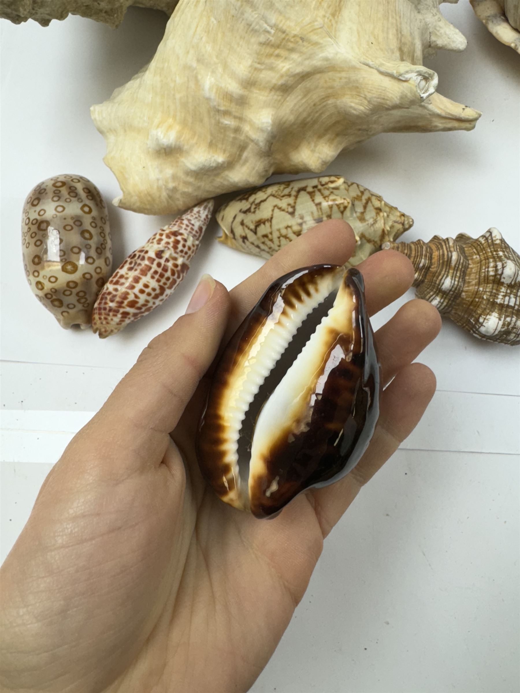 Conchology: collection of shells including Triton, Conch, abalone etc