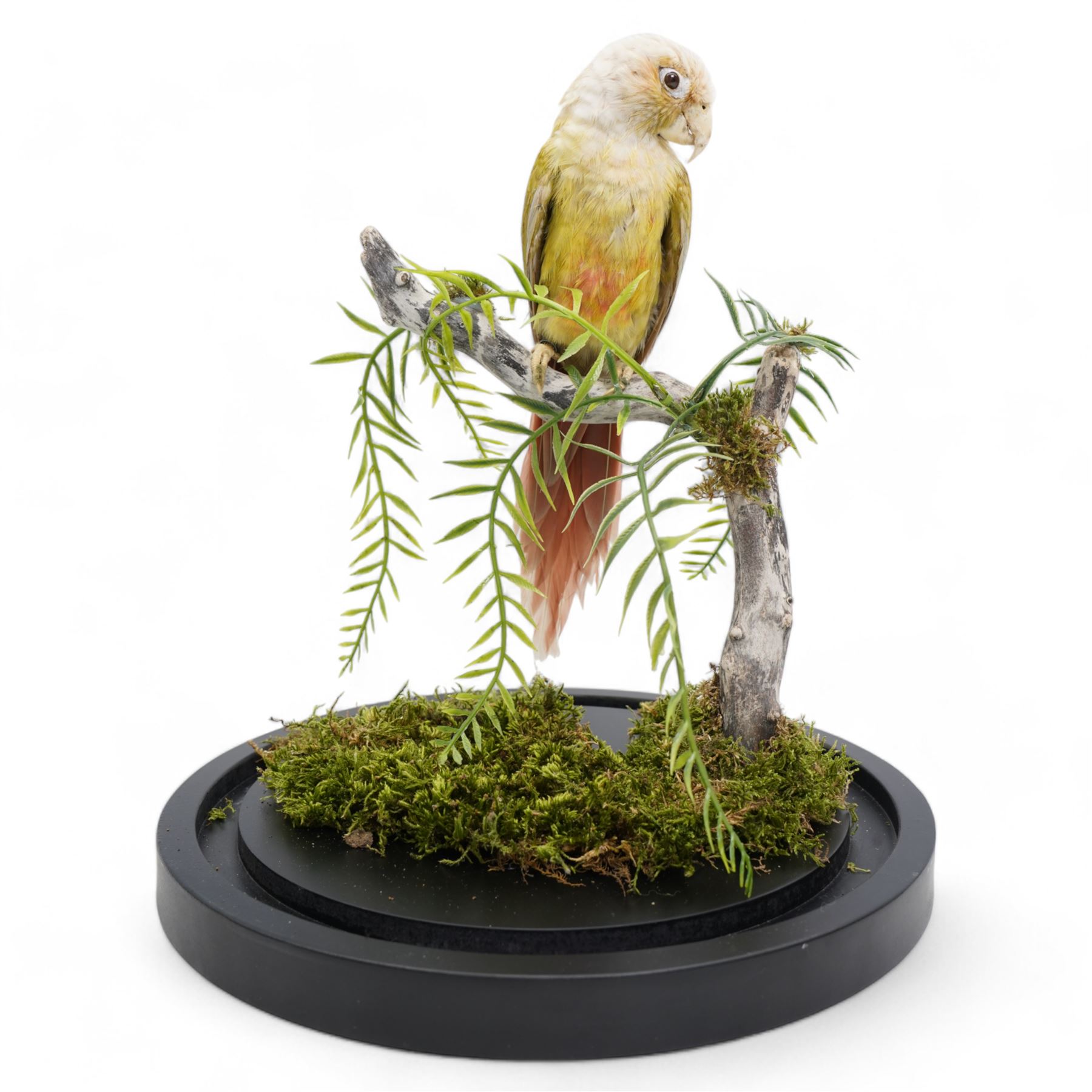 Taxidermy: Cinnamon Green-Cheeked Conure (Pyrrhura Molinae), full adult mount upon a branch in a naturalistic setting, enclosed within a glass dome H40cm - UK Sale only