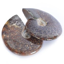 Two Cleoniceras ammonite fossils, with polished finish, age: Cretaceous period, location: Madagascar, D9cm