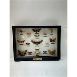 Entomology: Single glazed display of Moths of the British Isles, circa 20th century, single glazed display containing seventeen various specimens, including Privet Hawk moth, Eyed Hawk moth, Fox moth, some with attached data labels, all pinned upon foam backing and named labels, enclosed within a glazed ebonised display case, H28cm, L39cm