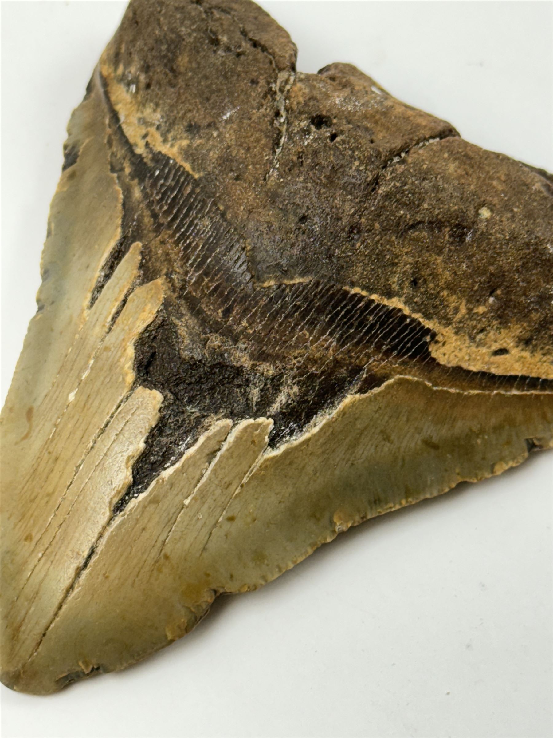 Large Megalodon (Otodus Megalodon) tooth fossil, with fine serrations age; Miocene period location; Java, Indonisia, H10.5cm, W11cm Notes; Believed to have grown as large as 18 metres, the Megalodon was the largest shark and one of the most dominant marine predators ever to have existed. It roamed the ancient seas for around 20 million years until their extinction around 3.6 million years ago. Megalodon teeth vary in colour and ton. influenced and coloured over the millennia by the conditions in which they are preserved