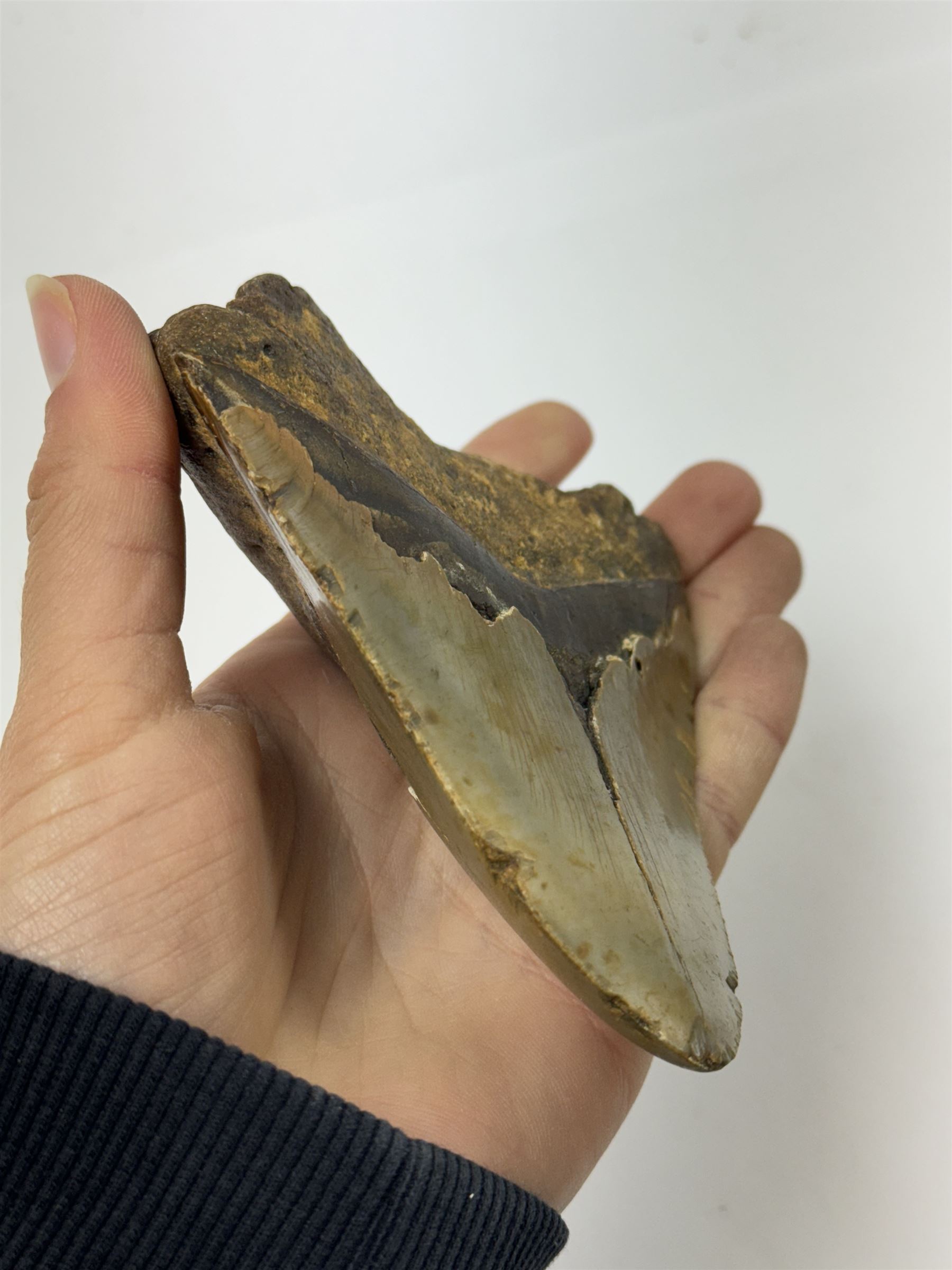 Large Megalodon (Otodus Megalodon) tooth fossil, with fine serrations age; Miocene period location; Java, Indonisia, H10.5cm, W11cm Notes; Believed to have grown as large as 18 metres, the Megalodon was the largest shark and one of the most dominant marine predators ever to have existed. It roamed the ancient seas for around 20 million years until their extinction around 3.6 million years ago. Megalodon teeth vary in colour and ton. influenced and coloured over the millennia by the conditions in which they are preserved