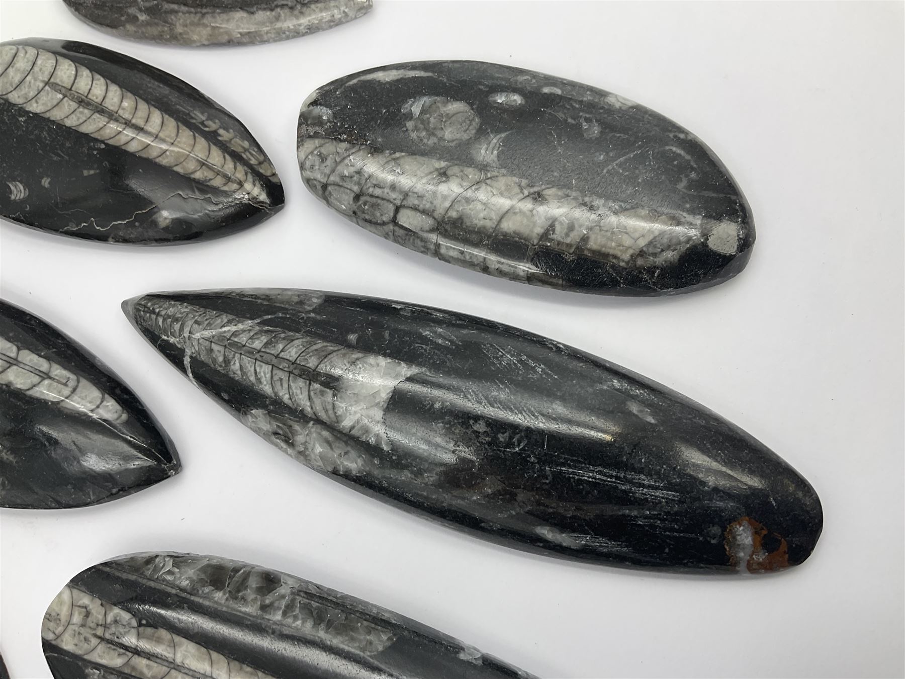 Ten individual polished orthoceras fossils, age; Devonian period, location; Morocco, largest L13cm, W4cm