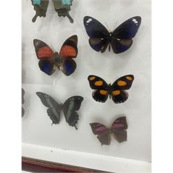 Entomology: Single glazed display of butterflies and moths, single glazed display containing twenty four specimens, including Papilip nireus, Papioio protenor, Morpho rhentenor, Vindula dejone etc, enclosed within a glazed entomology case, H50cm, W61cm