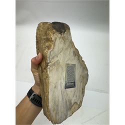 Polished petrified wood dish, some growth rings still visible, texture to edge, H5cm L24cm