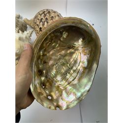 Conchology: collection of shells including Triton, Conch, abalone etc