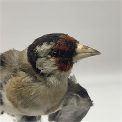 Taxidermy: European Goldfinch (Carduelis carduelis), on open display preparing to take flight, H21cm