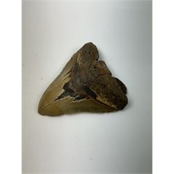 Large Megalodon (Otodus Megalodon) tooth fossil, with fine serrations age; Miocene period location; Java, Indonisia, H10.5cm, W11cm Notes; Believed to have grown as large as 18 metres, the Megalodon was the largest shark and one of the most dominant marine predators ever to have existed. It roamed the ancient seas for around 20 million years until their extinction around 3.6 million years ago. Megalodon teeth vary in colour and ton. influenced and coloured over the millennia by the conditions in which they are preserved