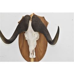 Antlers/Horns: Cape Buffalo skull and horns(Syncerus caffer caffer), mounted upon a wooden shield