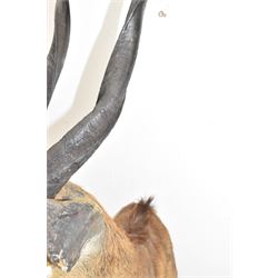 Taxidermy: Cape Bushbuck (Tragelaphus sylvaticus), an adult shoulder mount looking straight ahead, H78cm