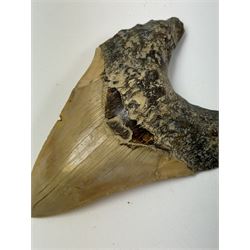 Large Megalodon (Otodus Megalodon) tooth fossil, with fine serrations, age; Miocene period location; Java, Indonisia, H13cm, W9cm 
Notes; Believed to have grown as large as 18 metres, the Megalodon was the largest shark and one of the most dominant marine predators ever to have existed. It roamed the ancient seas for around 20 million years until their extinction around 3.6 million years ago. Megalodon teeth vary in colour and ton. influenced and coloured over the millennia by the conditions in which they are preserved