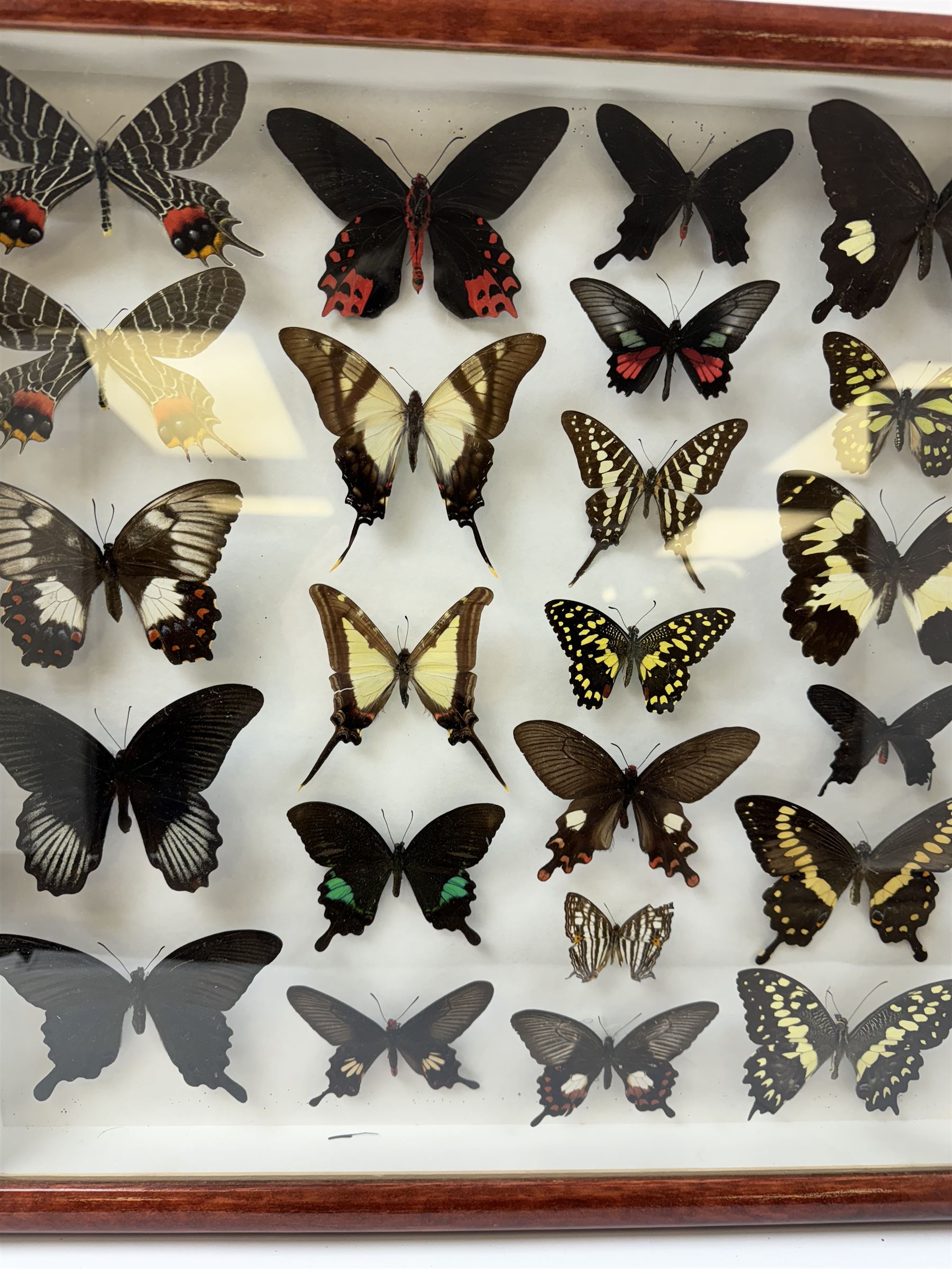 Entomology: Single glazed display of butterflies, circa 20th century, single glazed display containing twenty three various specimens, some with attached data labels, all pinned upon foam backing and named labels, enclosed within a glazed entomology drawer, H46cm, W46cm