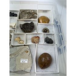 Collection of seventeen various fossils, including alethopteris fern, Whitby ammonite, crow shark teeth, sea lilly etc 