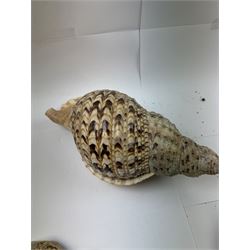 Conchology: collection of shells including Triton, Conch, abalone etc