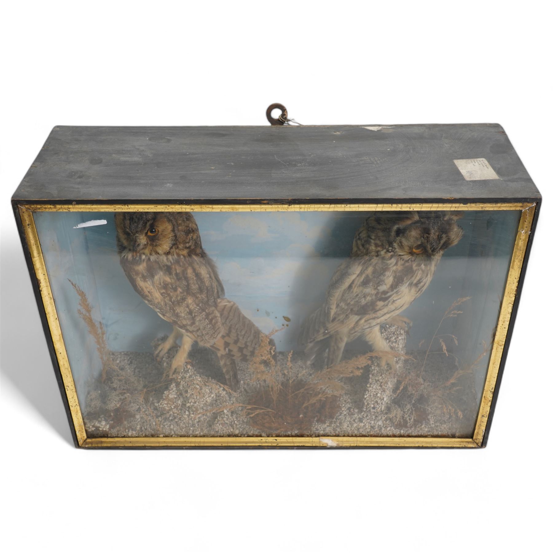 Taxidermy: Victorian pair of long-eared owls (Asio Otus), full mounts, painted backboard in glazed display case, 53cm x 38cm x 19cm