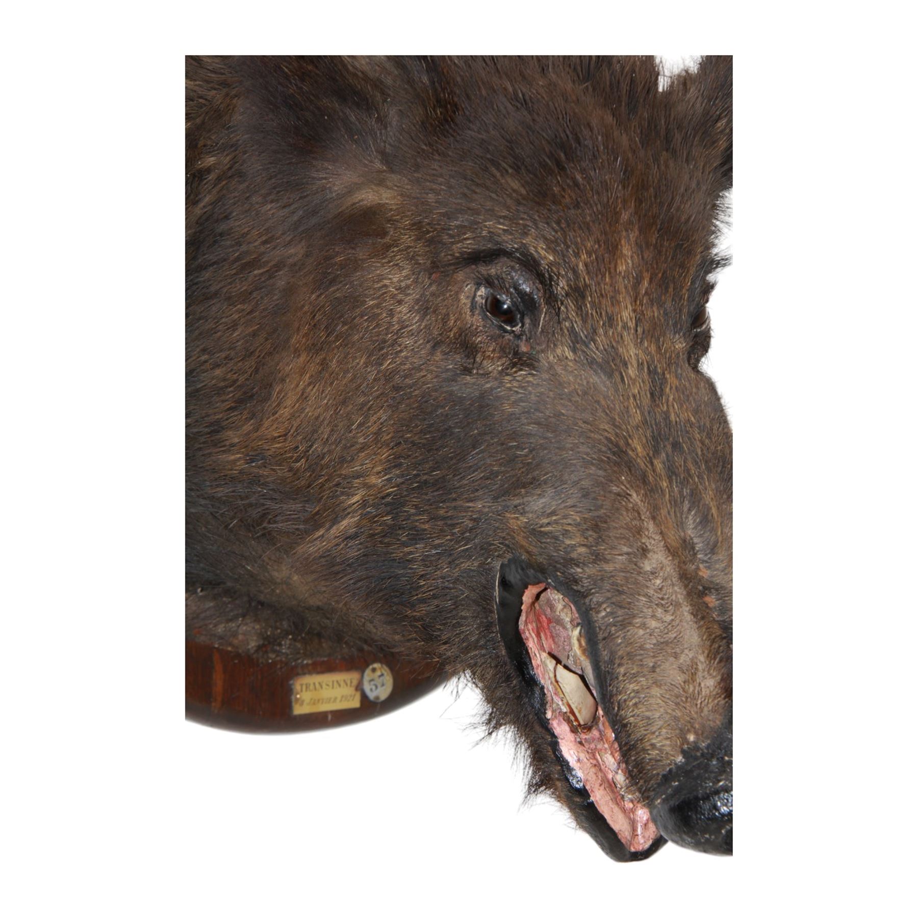 Taxidermy: European Wild Boar (Sus scrofa), adult male shoulder mount looking straight ahead mouth agape, mounted upon a wooden shield, the shield with brass plaque engraved Transinne 1921, H64cm