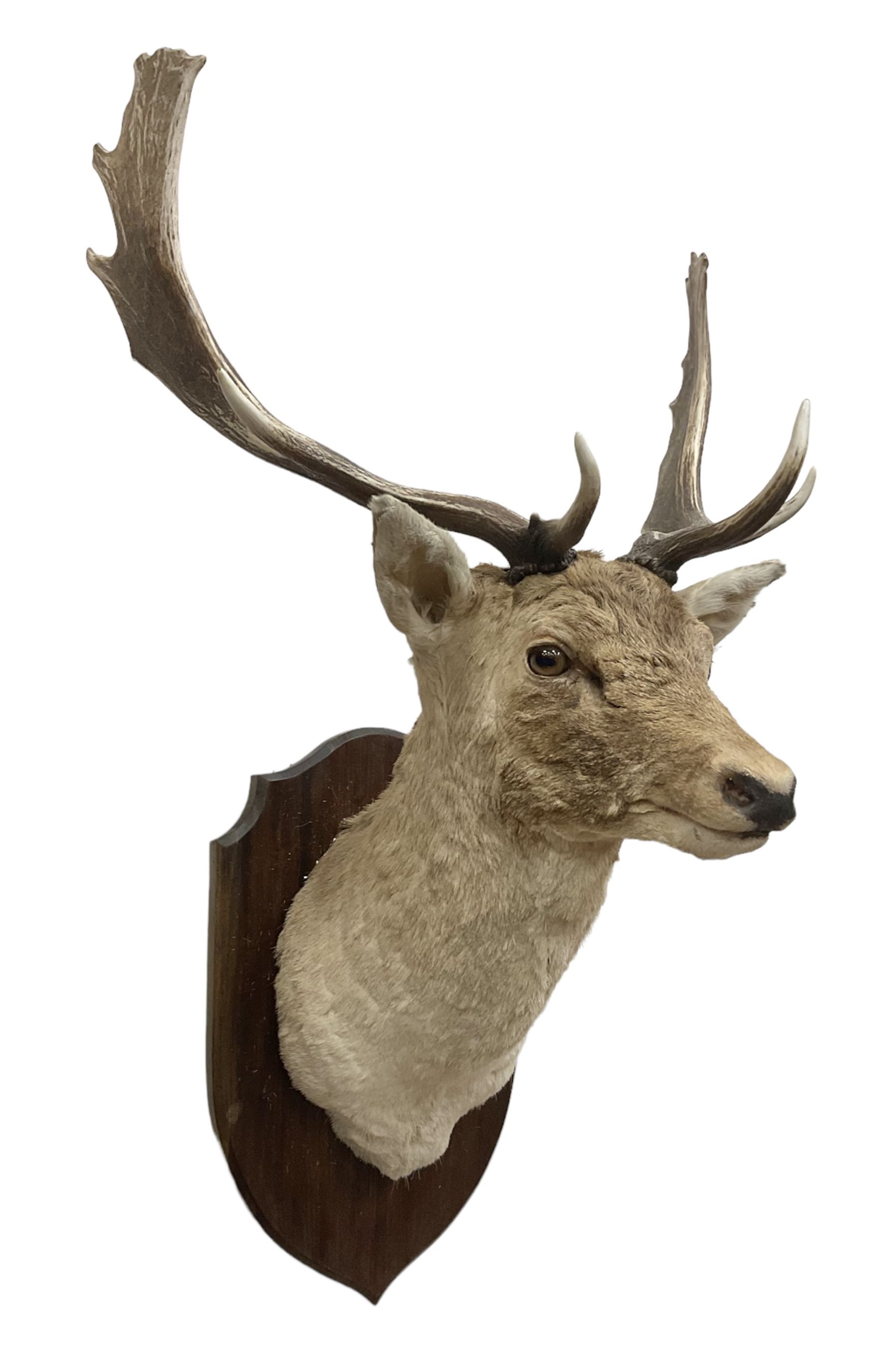 Taxidermy: European Fallow Deer (Dama dama), adult buck shoulder mount looking straight ahead, mounted upon a wooden shield, H110cm D55cm