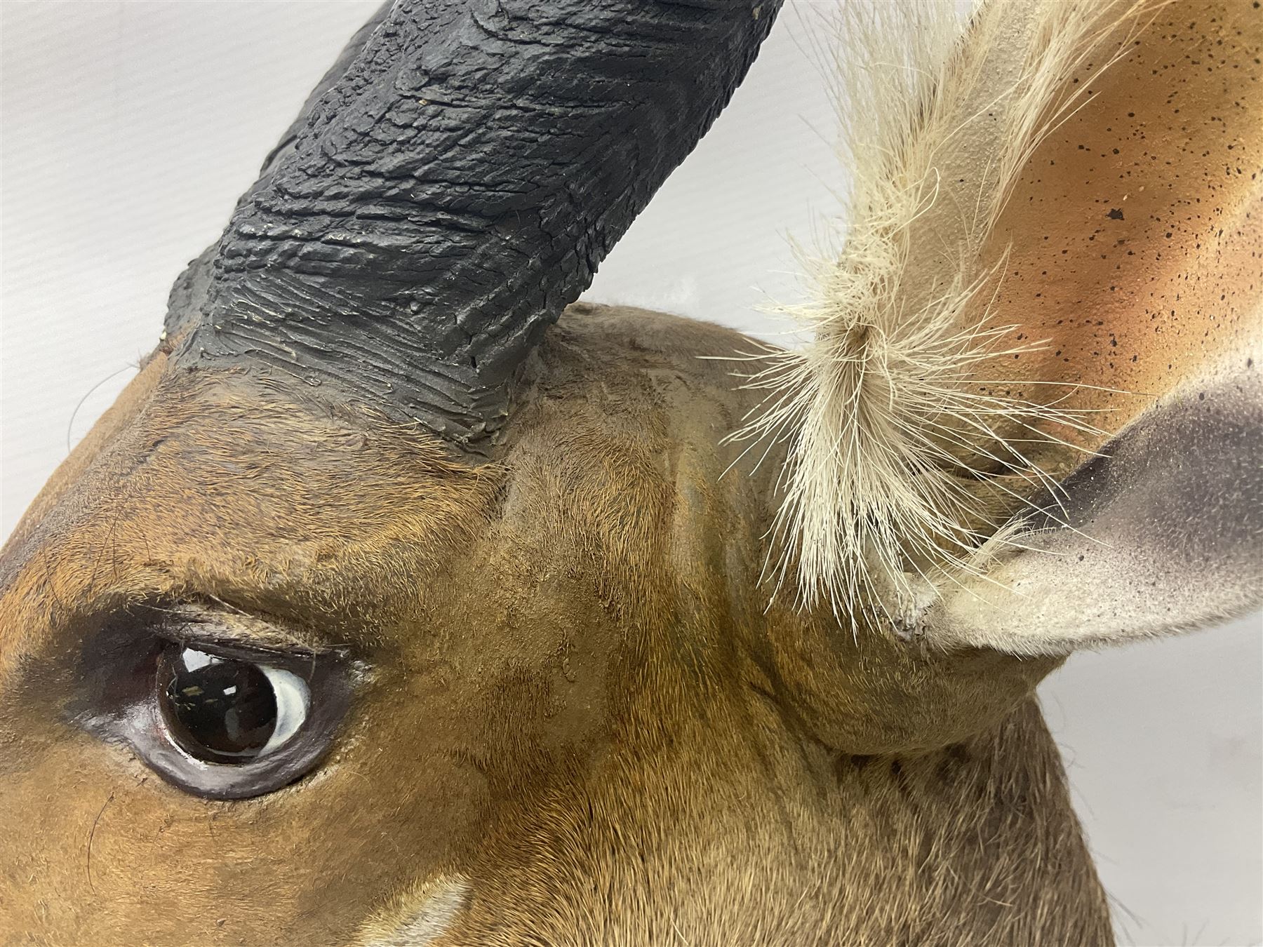 Taxidermy: Cape Bushbuck (Tragelaphus sylvaticus), an adult shoulder mount looking straight ahead, H80cm