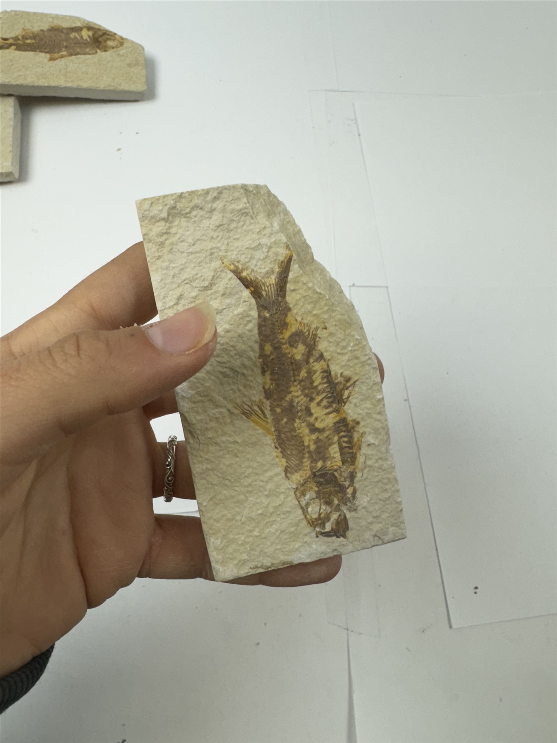 Four fossilised fish (Knightia alta) each in an individual matrix; Eocene period, location; Green River Formation, Wyoming, USA, largest H5cm, W10cm