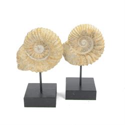 Pair of ammonite fossils, mounted upon a rectangular wooden base, age; Cretaceous period, ...