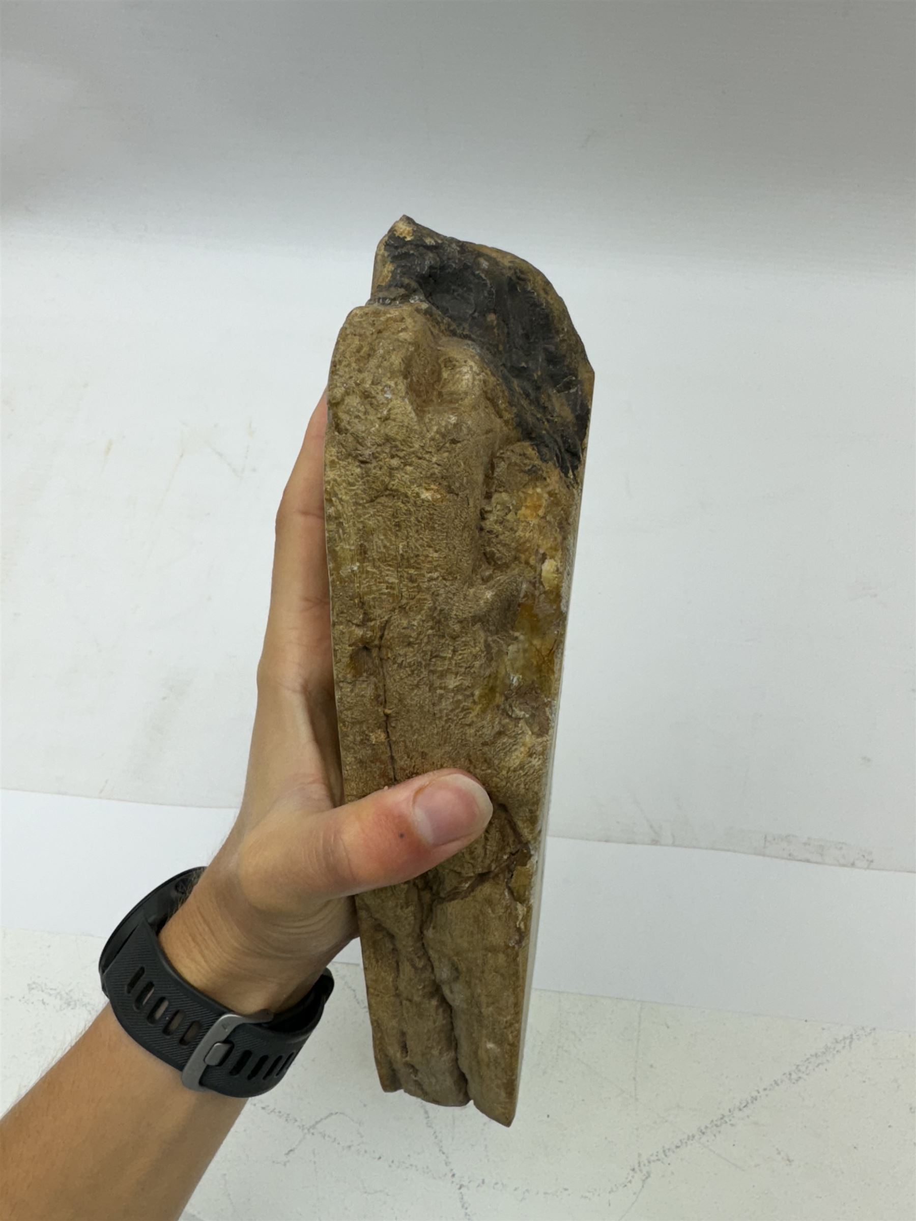 Polished petrified wood dish, some growth rings still visible, texture to edge, H5cm L24cm