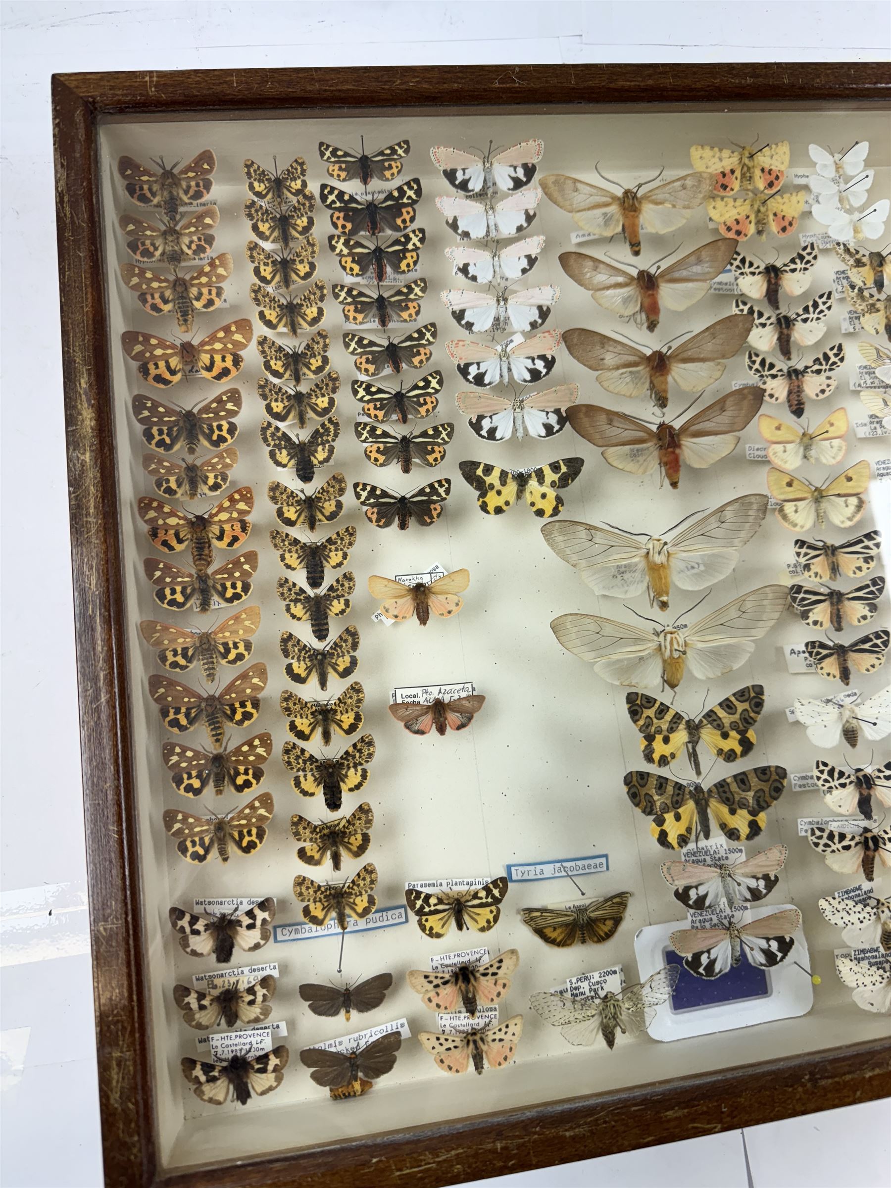 Entomology: Single glazed display of moths, circa 20th century, single glazed display containing one hundred and twenty two various specimens, mainly Arctidae (Tiger) moths, with attached data labels, all pinned upon foam backing and named labels, enclosed within a glazed entomology drawer,  H35cm, L45cm