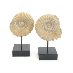 Pair of ammonite fossil, mounted upon a rectangular wooden base, age; Cretaceous period, l...