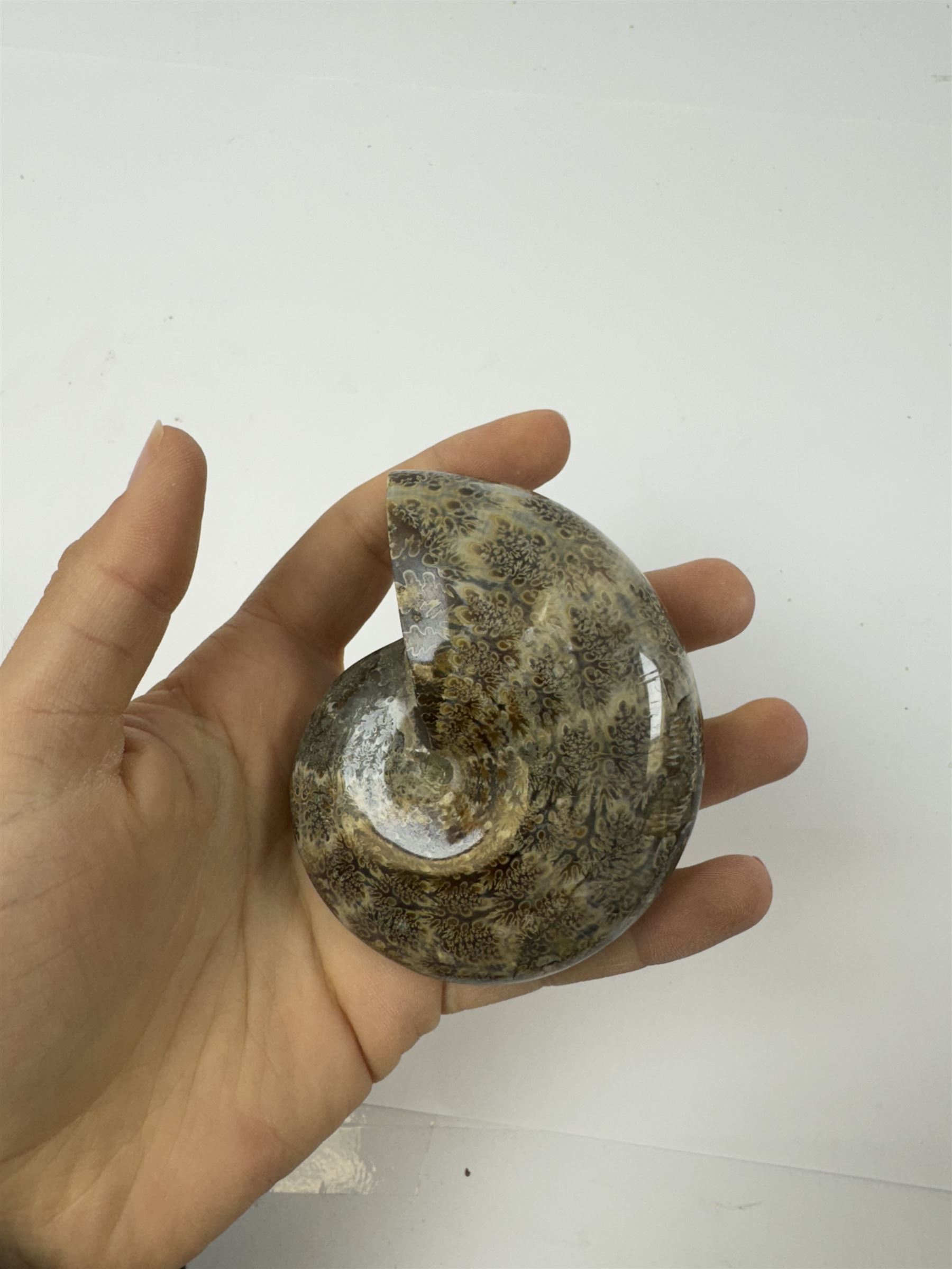 Two Cleoniceras ammonite fossils, with polished finish, age: Cretaceous period, location: Madagascar, D8cm