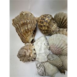 Conchology: selection of shells, including mother of pearl Turbo Marmaratus shell, Conch shells, Triton shell etc 