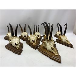 Antlers / Horns: Collection of Alpine Chamois horns on upper skulls mounted on shields (10)