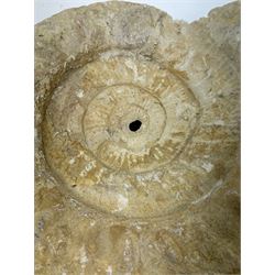 Large ammonite fossil, age; Cretaceous period, location; Morocco, W27cm