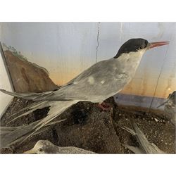 Taxidermy: Cased display of various Terns, full mounts, perched on a gravel ground and set against a shoreline painted back board. H38cm, W61cm, D28cm