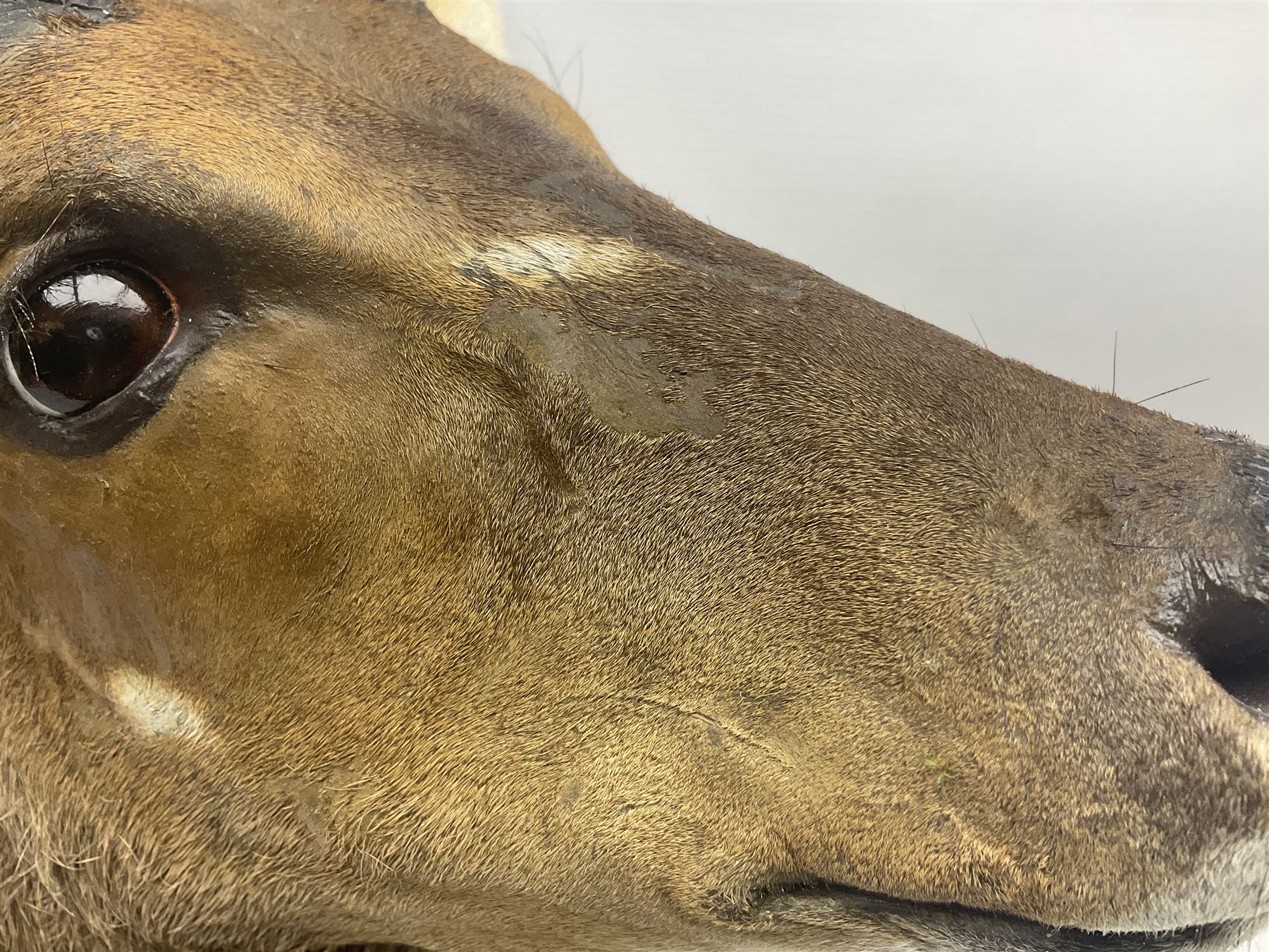 Taxidermy: Cape Bushbuck (Tragelaphus sylvaticus), an adult shoulder mount looking straight ahead, H80cm