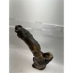 Gnarled semi hollow tree branch, H59cm